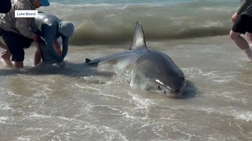 shark sighting
