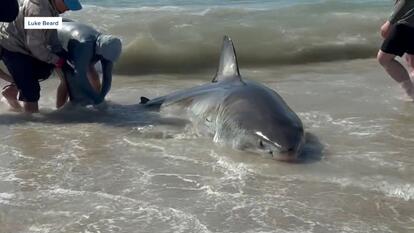 shark sighting