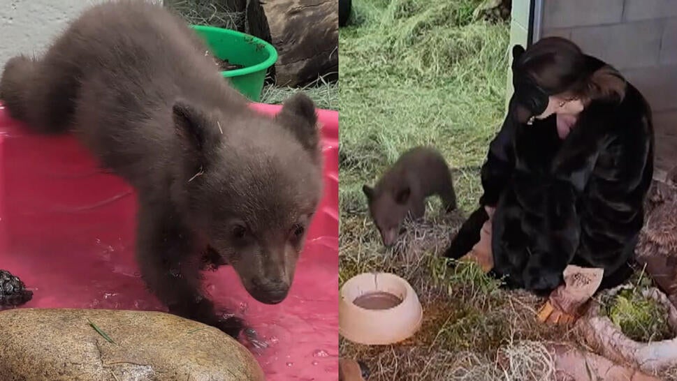 Bear cub and woman dressed like a bear