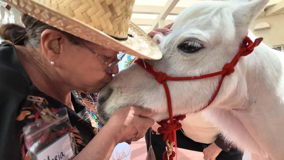 Woman in a straw hat kissing a miniature horse on the nose